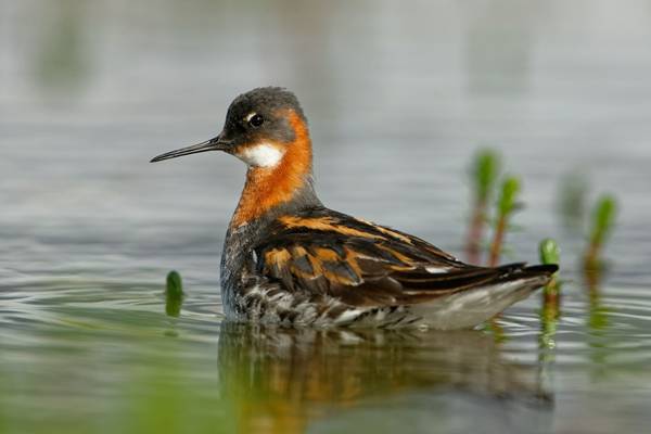 Red-necked Phalarope shutterstock_1321959848.jpg