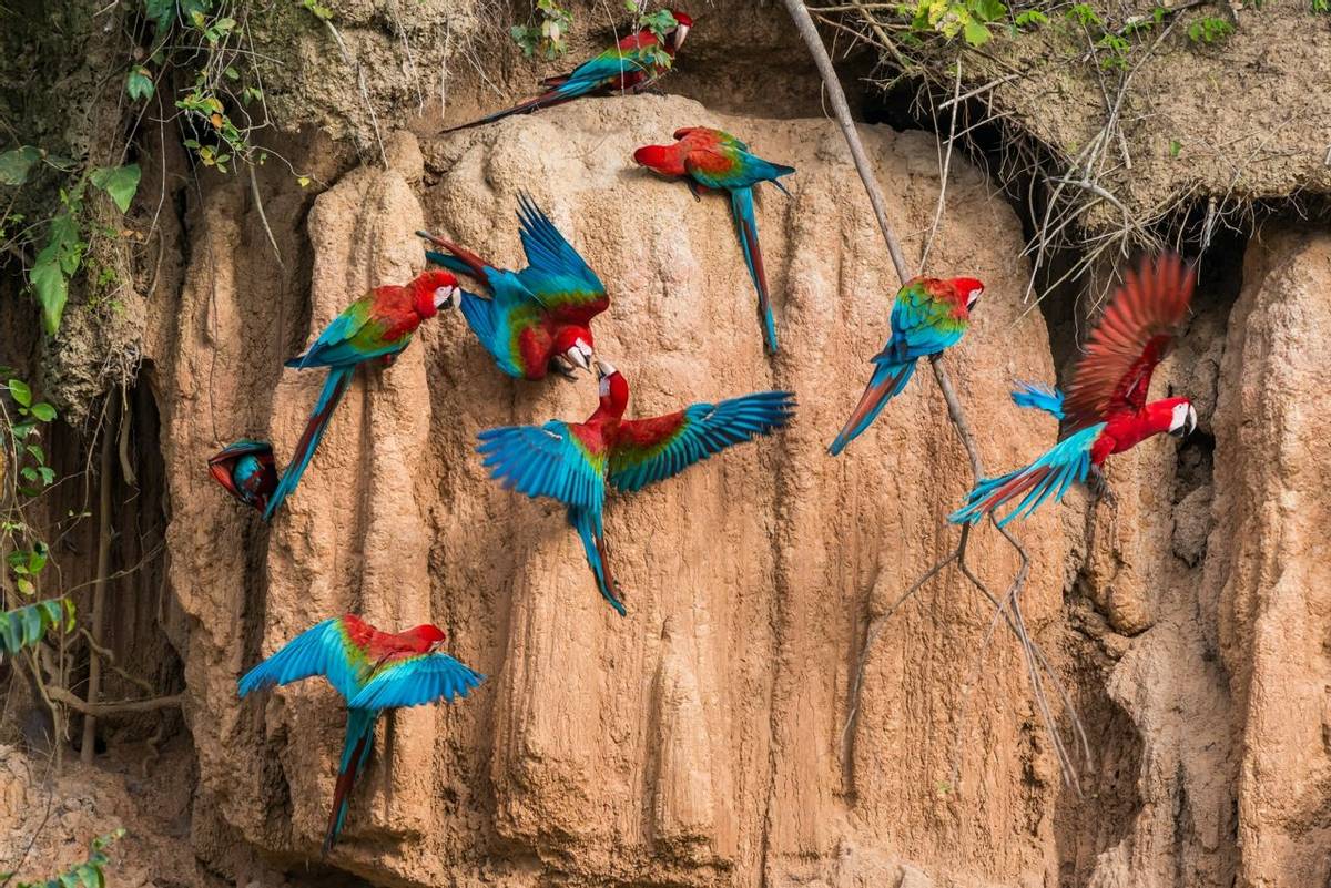 Peru (Macaws At Claylick In Madre De Dios)