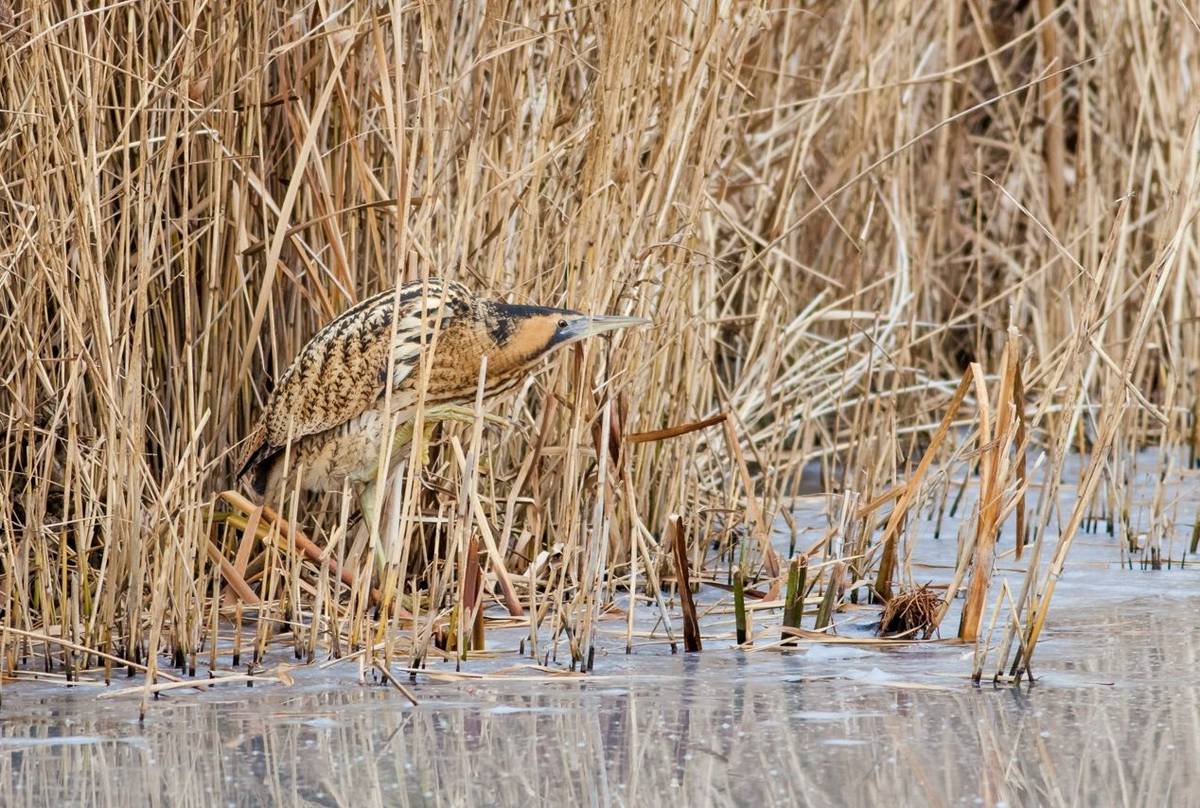 Bittern, UK shutterstock_655911955.jpg
