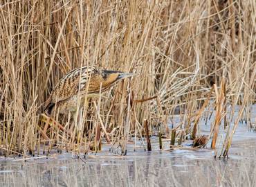 The Great British Bird Race - Norfolk