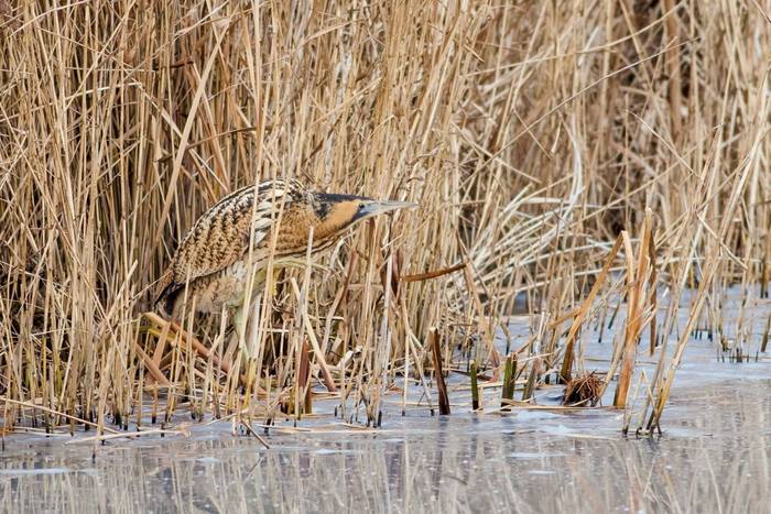 Bittern, UK shutterstock_655911955.jpg