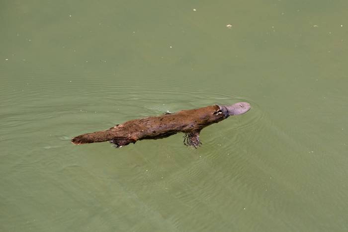 Platypus, Eungella NP, Qld © Steve Wilson