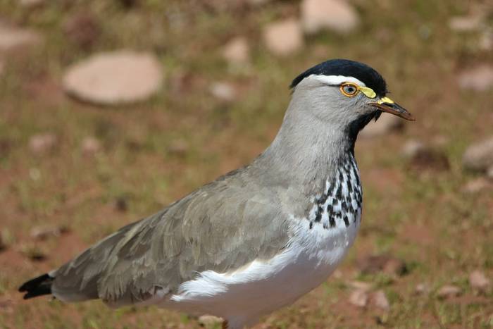 Spot-breasted Lapwing © Tim Young, November 2025 tour.JPG