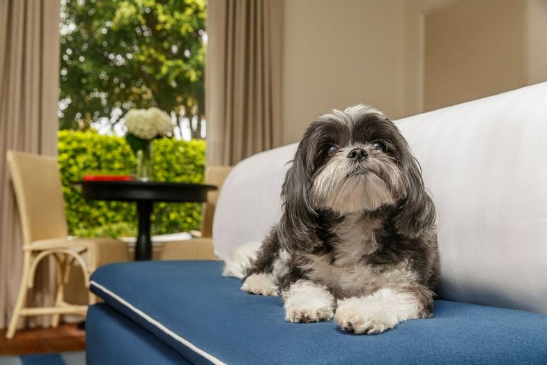 Hotel Milo-Dog-friendly.jpg
