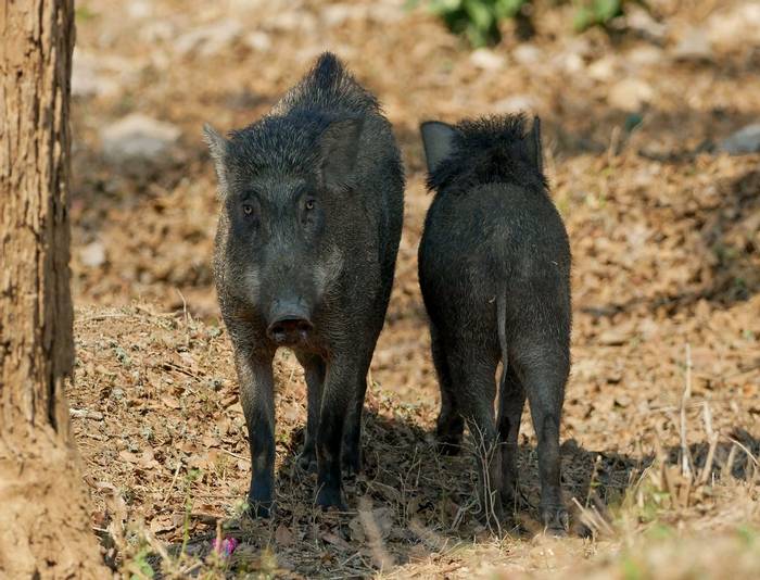 Indian Wild Boar © Connell