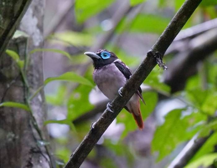 Visayan Broadbill (Bohol)