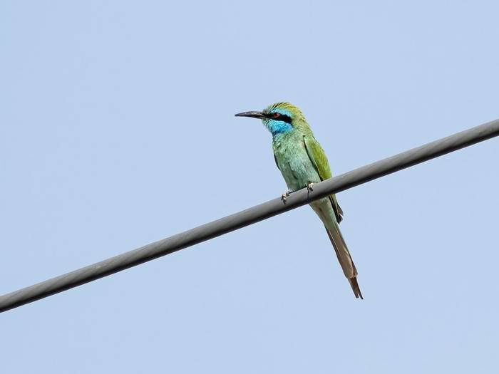 Arabian Green Bee-eater © T. Laws, February 2024 tour