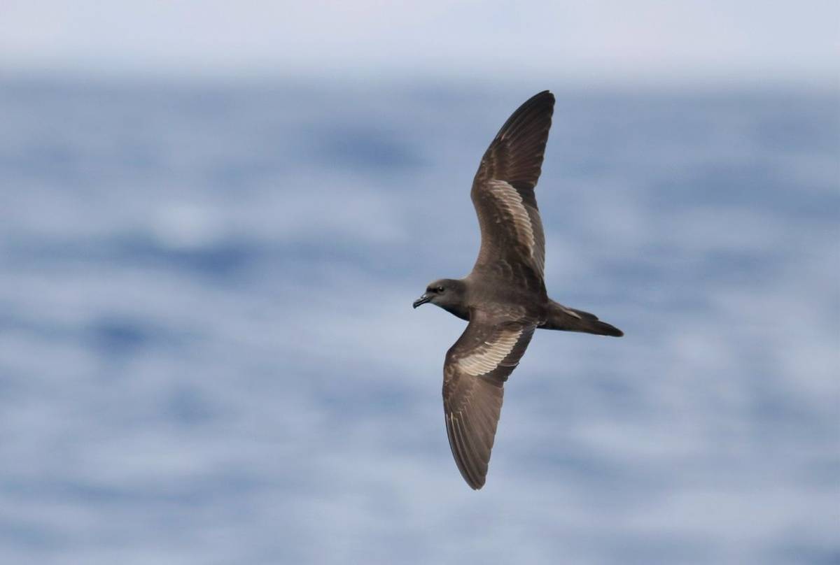 Bulwer's Petrel (Matt Eade).JPG