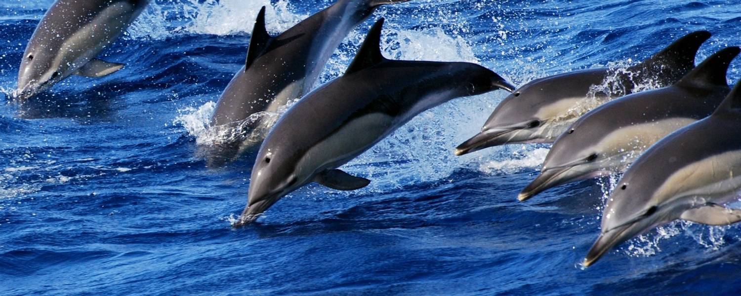 Swimming With Dolphins   Credit Futurismo Azores Adventure
