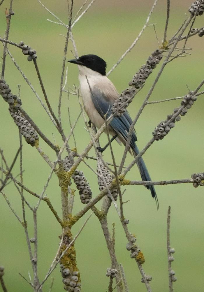 Iberian Magpie (Su Gough).JPG