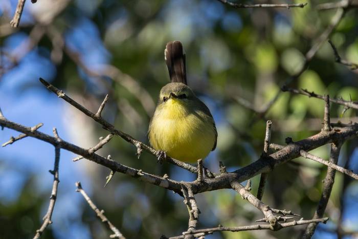 Greater Wagtail-Tyrant © James Warren, May 2026.jpg