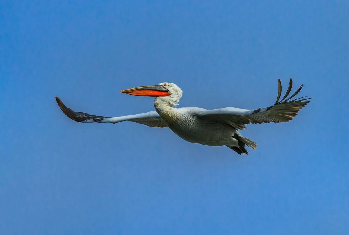 Dalmatian Pelican