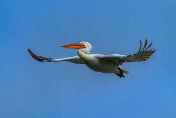 Dalmatian Pelican