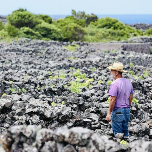 Vineyard and owner, Pico, Azores
