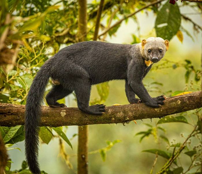 Tayra.jpeg