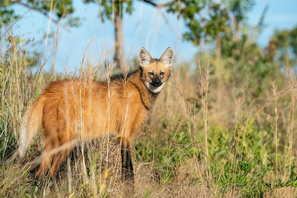 Maned Wolf shutterstock_2171198021.jpg