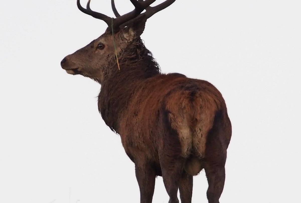 Red Deer Stag