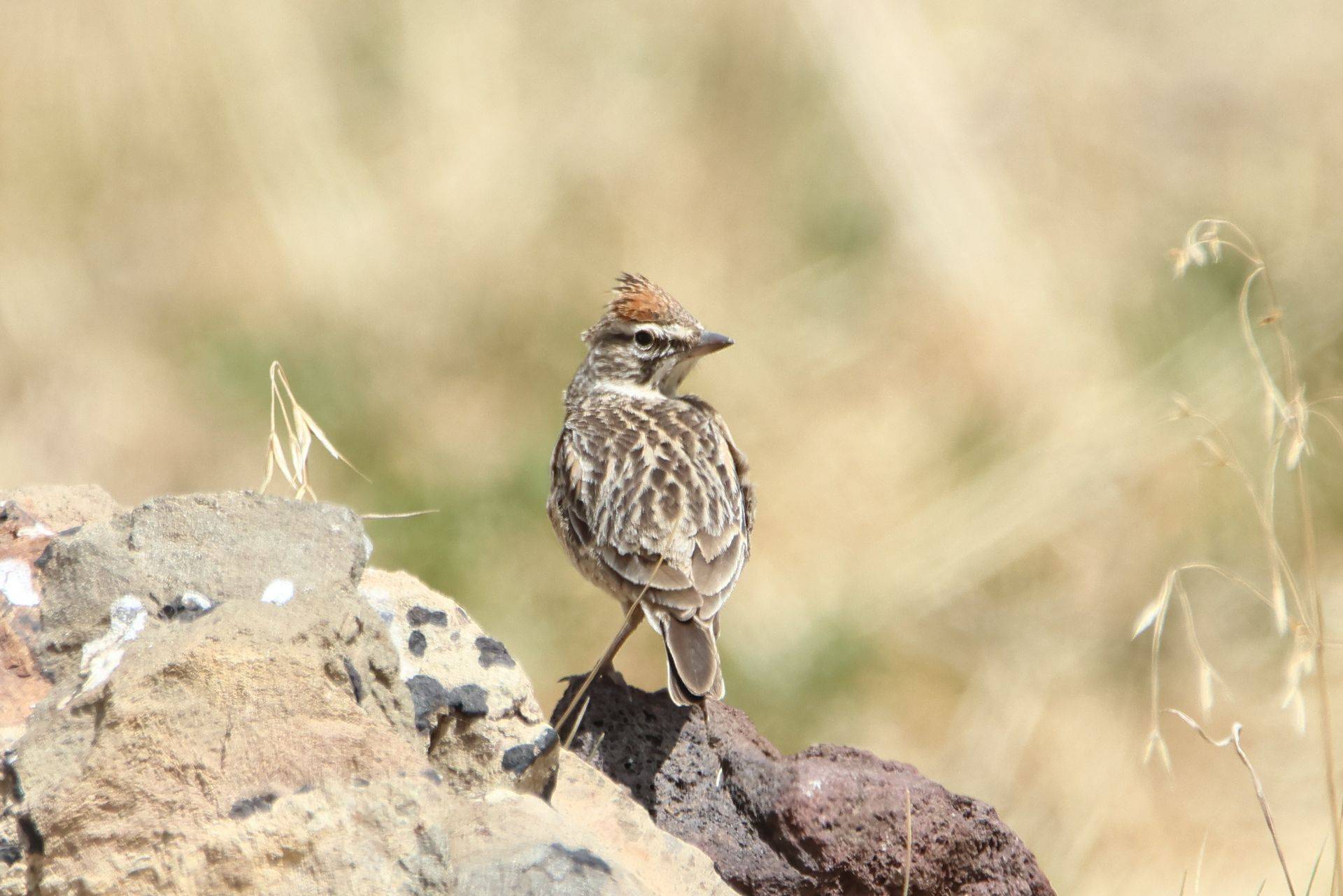 Erlanger's Lark Image