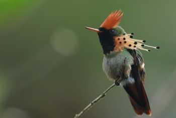 Tufted Coquette, Grande Rivière, Trinidad © John Moseley