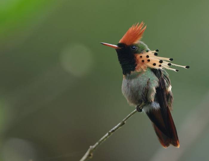 Tufted Coquette, Grande Rivière, Trinidad © John Moseley