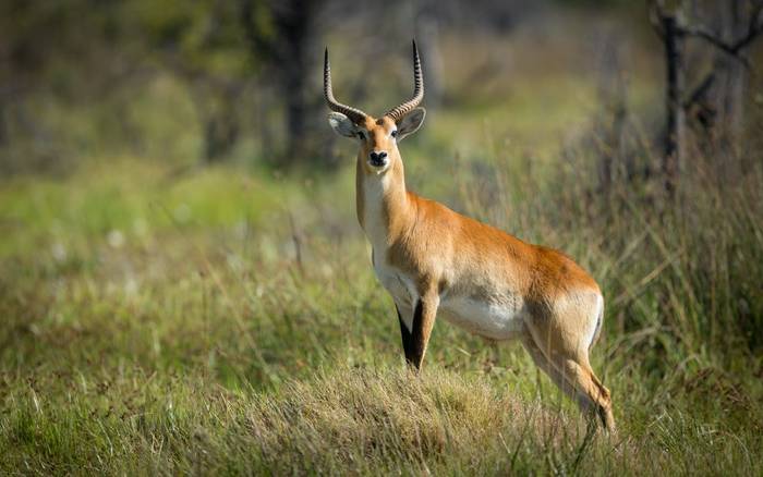 Red Lechwe, Botswana shutterstock_384841885.jpg