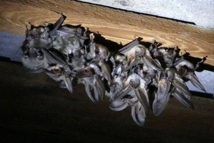 Roosting Grey Long-eared Bats (Roy Taylor)