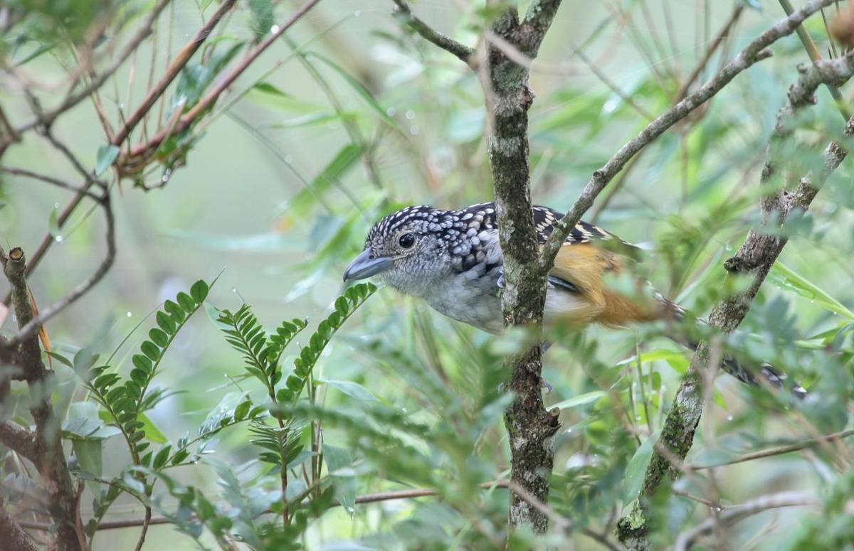 Spot-backed Antshrike, Paraguay shutterstock_1641969190.jpg