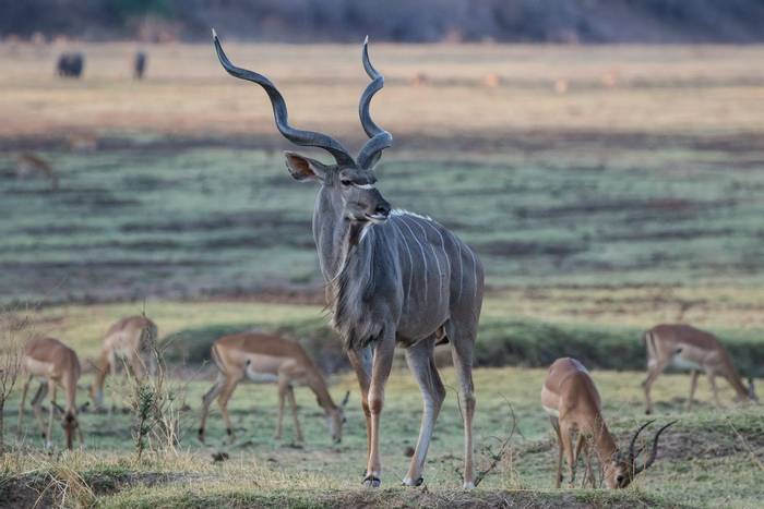 Kudu and Impala, Zambia shutterstock_336548204.jpg