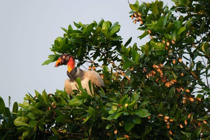 King Vulture