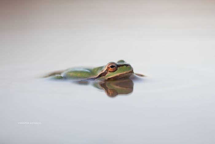 European Tree Frog (Hyla arborea) © Christos Kotselis
