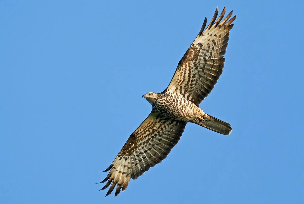 Honey Buzzard
