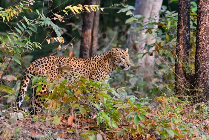 Leopard, India
