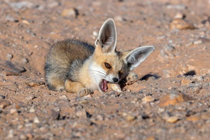 Rüppel's Fox