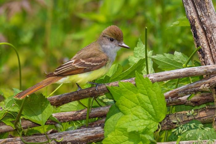 Great Crested Flycatcher shutterstock_1415553482.jpg