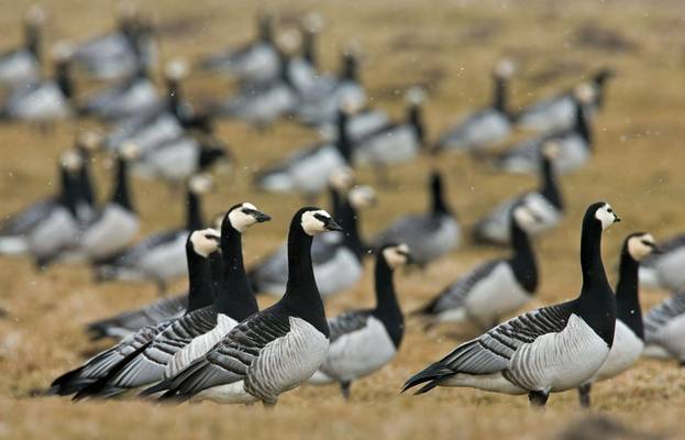 Barnacle Geese