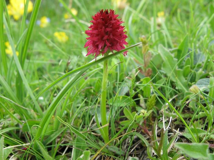 Red Vanilla Orchid (Steph Warburton)