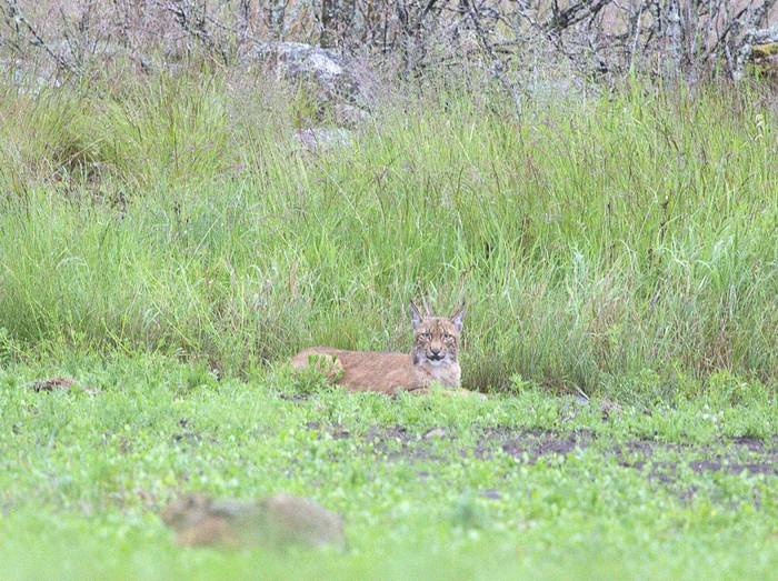 Eurasian Lynx by Jan Kelchtermans (2025)