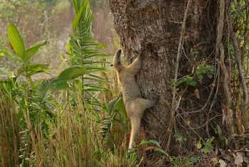 Southern Tamandua (Robin Smith).JPG