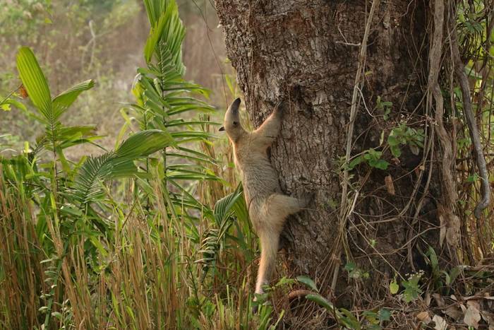 Southern Tamandua (Robin Smith).JPG
