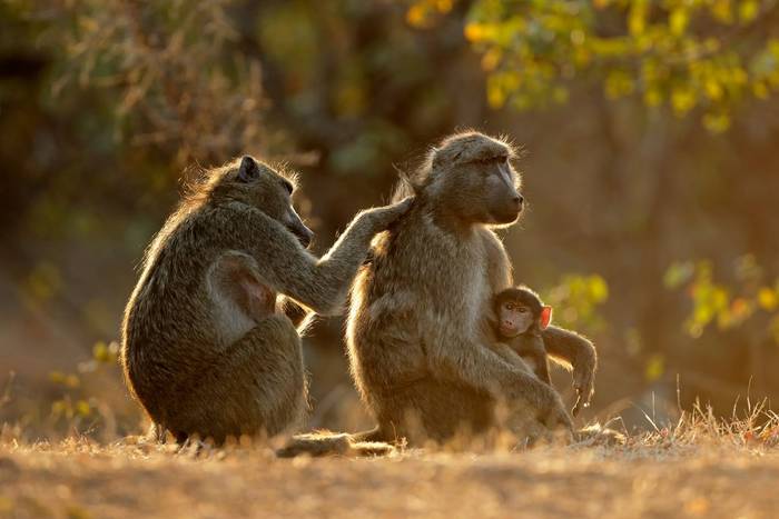 Chacma Baboon, Namibia shutterstock_1124380814.jpg