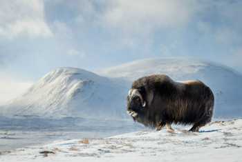 Close up of a Musk Ox in Dovrefjell mountains in winter, Norway.