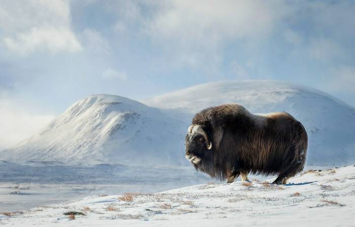 Close up of a Musk Ox in Dovrefjell mountains in winter, Norway.