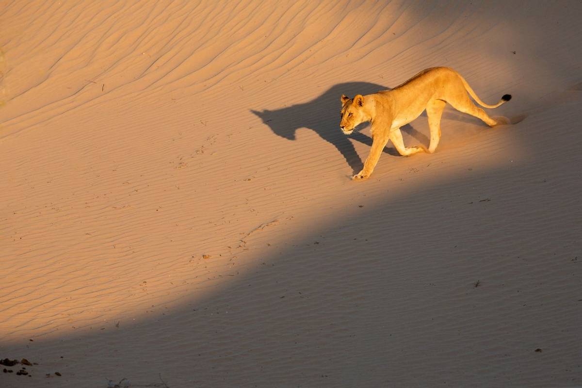 Lion, Skeleton Coast, Namibia Shutterstock 1131668381