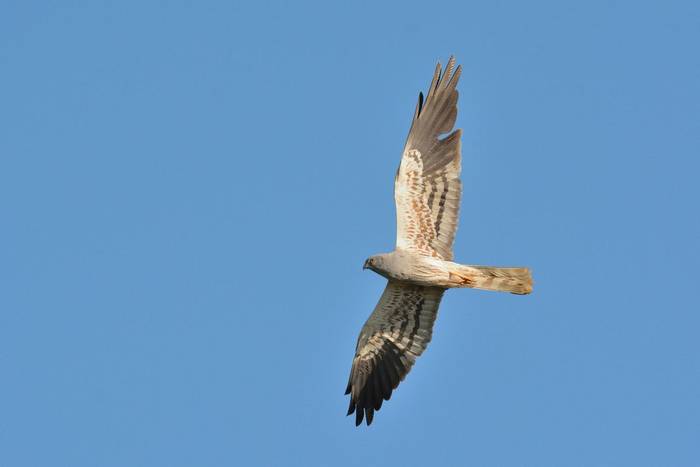 Montagu's Harrier