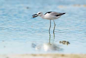 Crab-plover