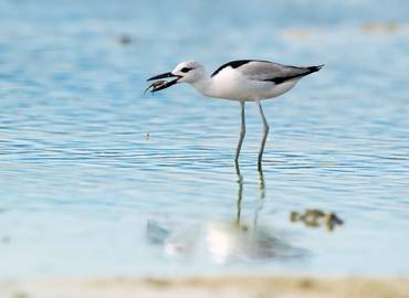 Oman - Arabia's Finest Birding