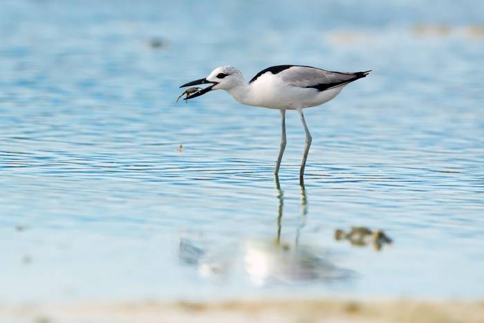 Crab-plover