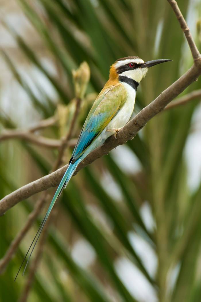 White-Throated Bee-Eater (Dave Montrevil)