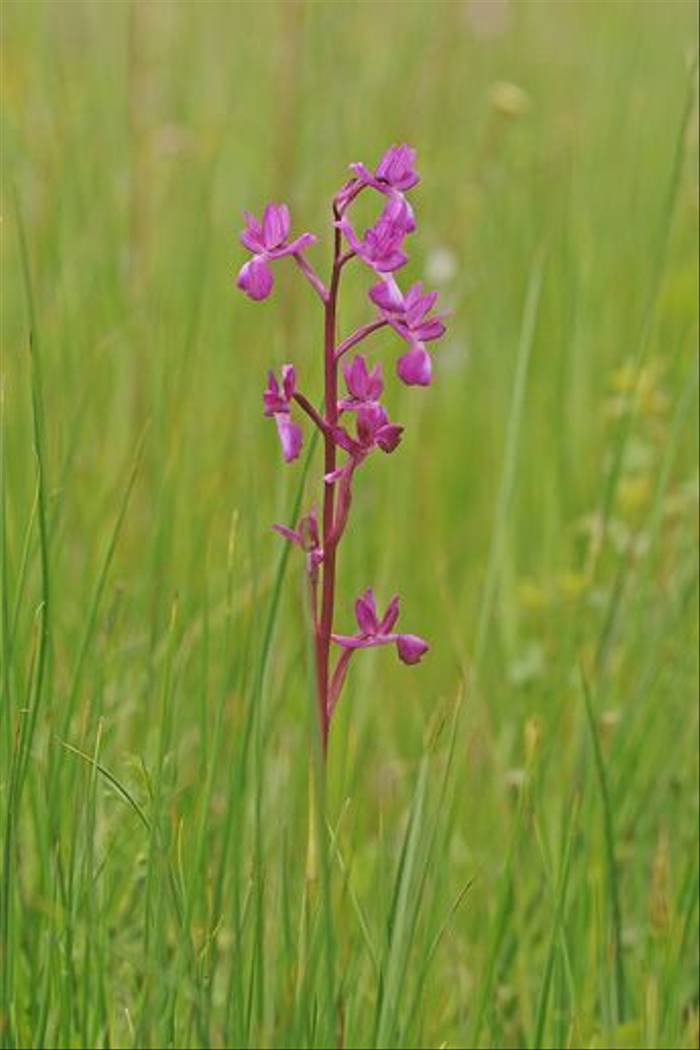 Loose-flowered Orchid (David Morris)