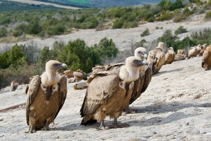 Griffon Vultures (Chris Piper)